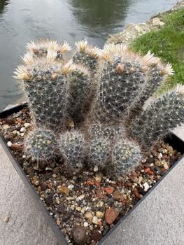Preview: Mammillaria pubicspina